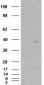 Goat Anti-SCAP2 / PRAP Antibody